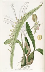 Bulbophyllum calyptratum